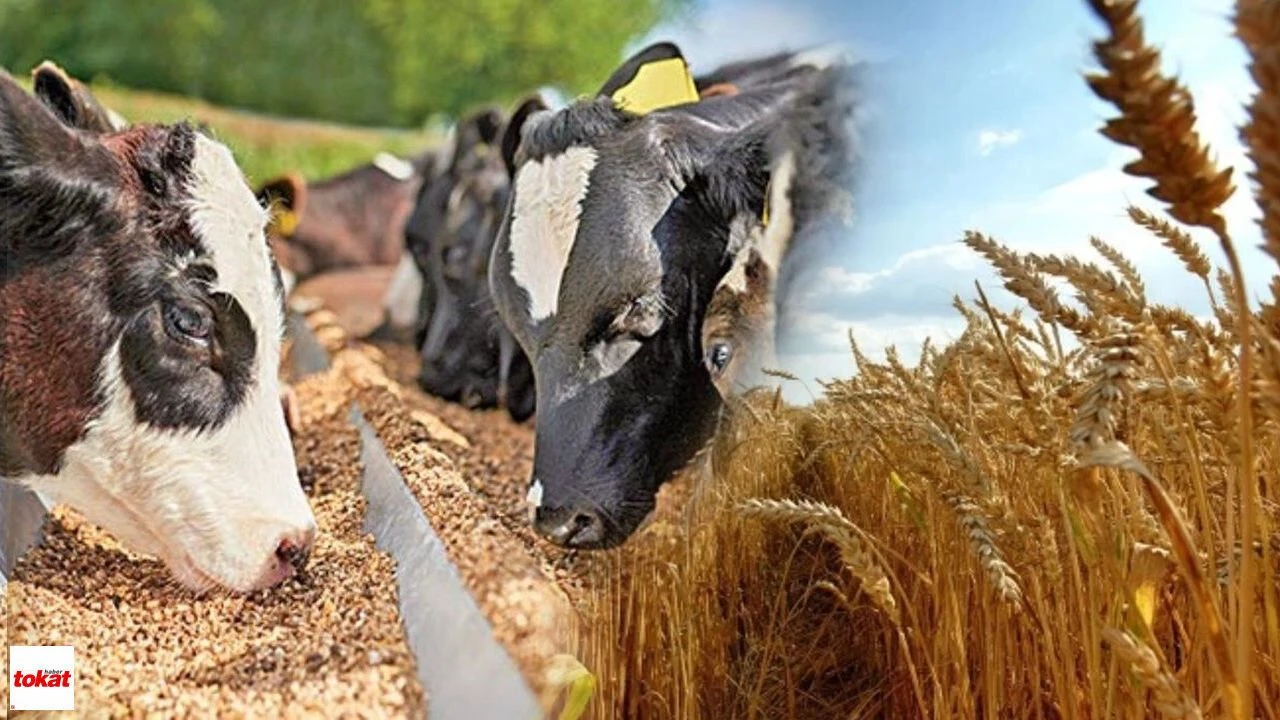 Tarım ve Hayvancılık